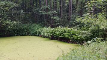 A forested area with a pond covered in green algae.