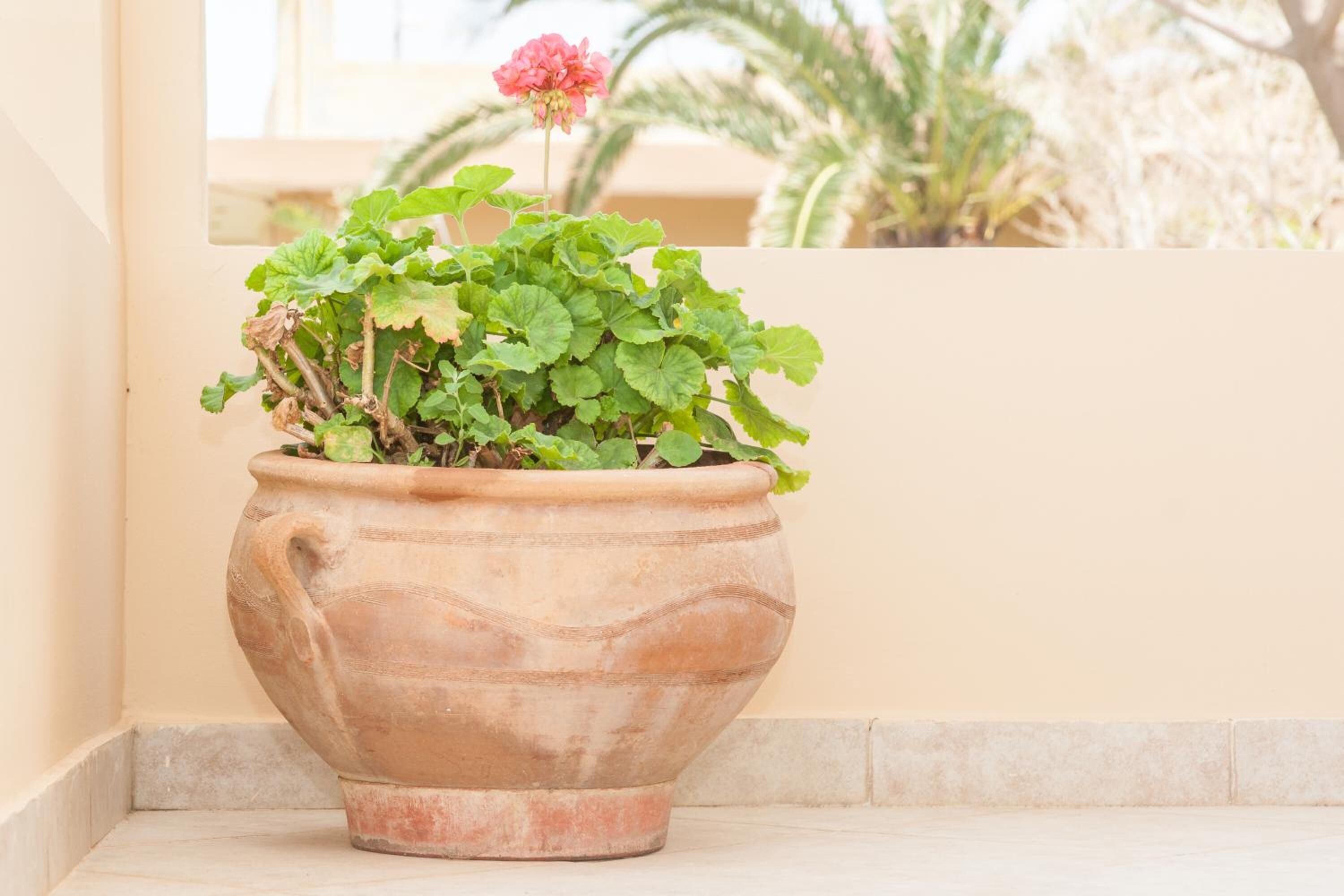 Foto - Argo Apartments