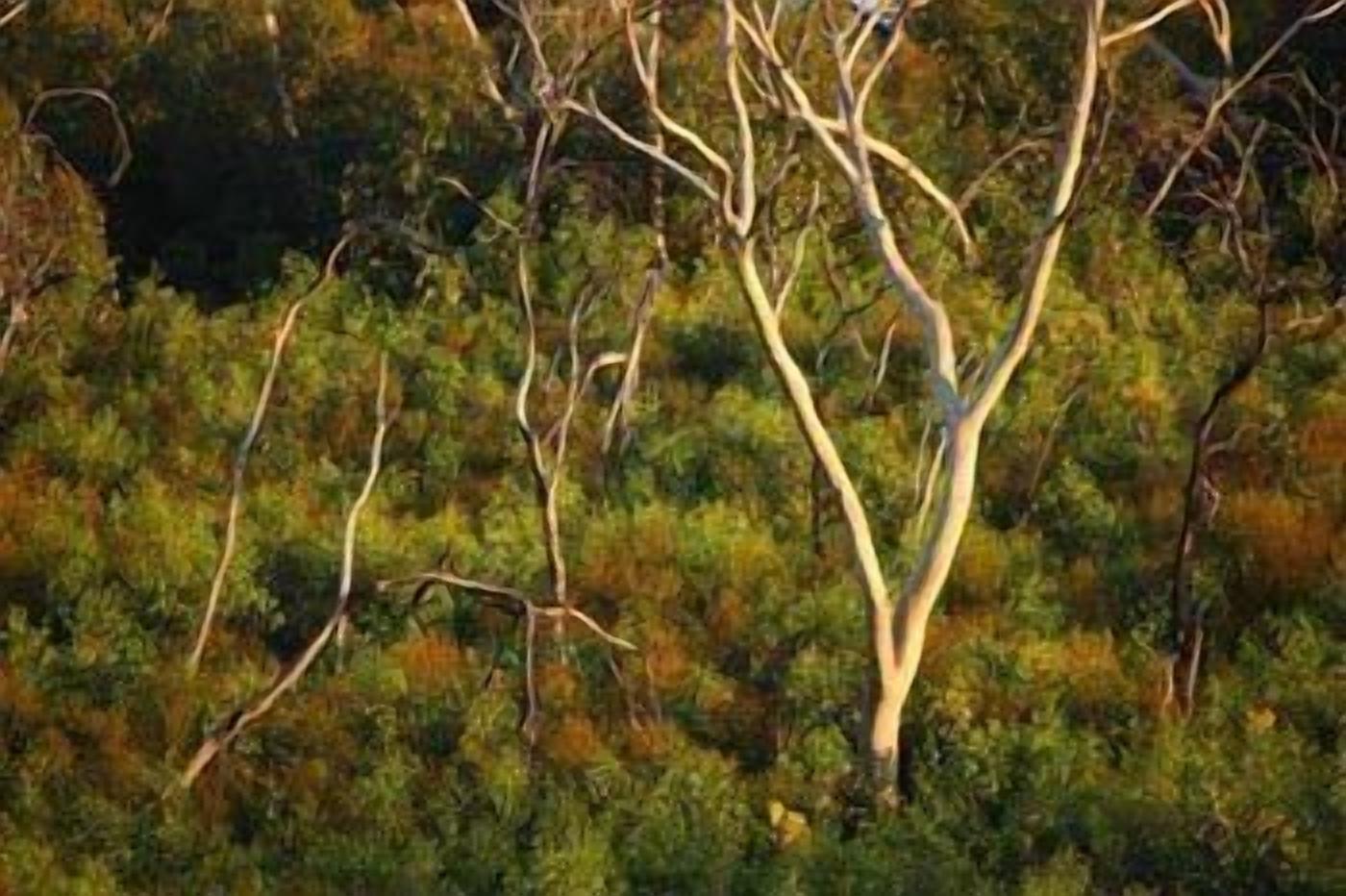 A natural landscape with a prominent tree in the center.