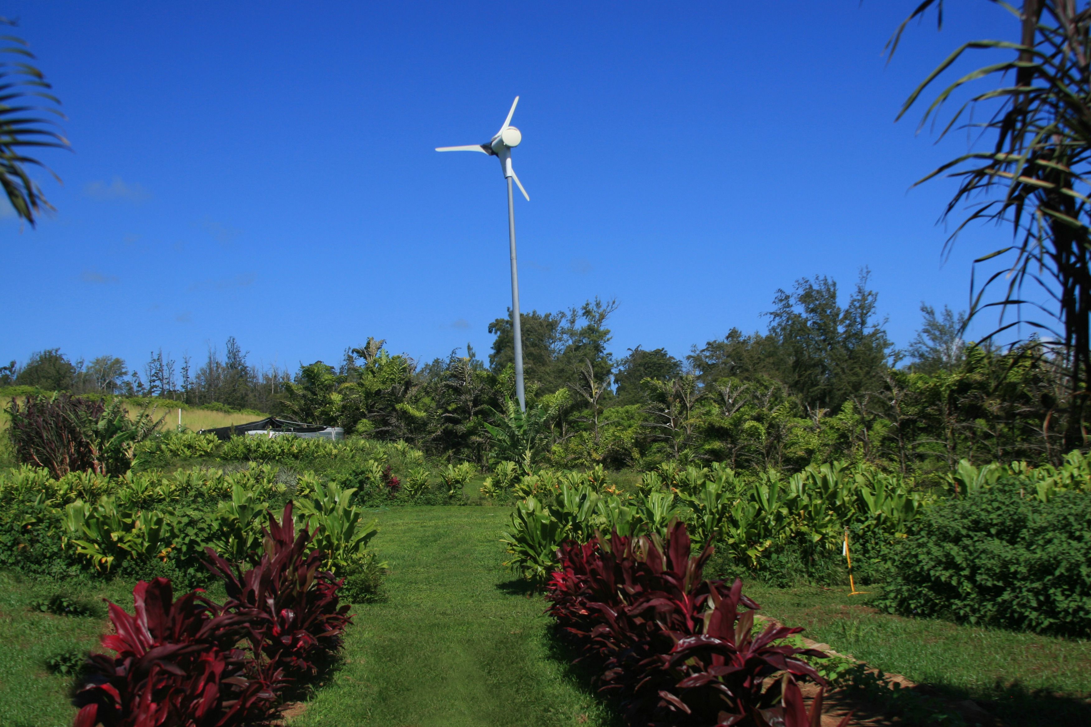 Un jardín exuberante con un aerogenerador, césped verde y diversas plantas.