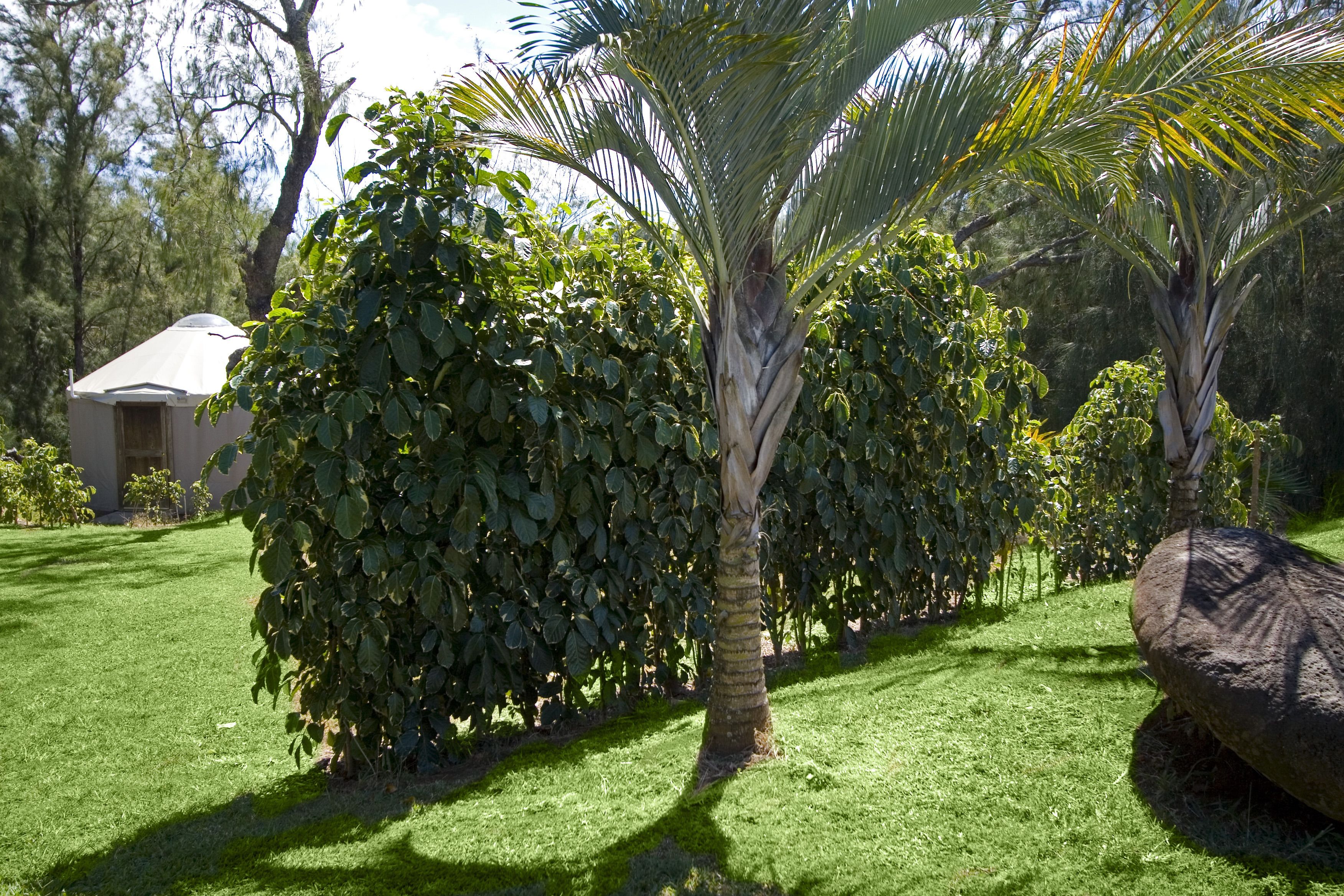 Ein gepflegter Garten mit einer Palme, einem großen Felsen und einem kleinen Gebäude.