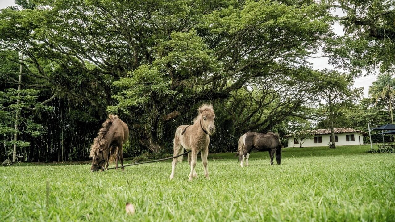 Um campo gramado com três cavalos, árvores e um edifício ao fundo.