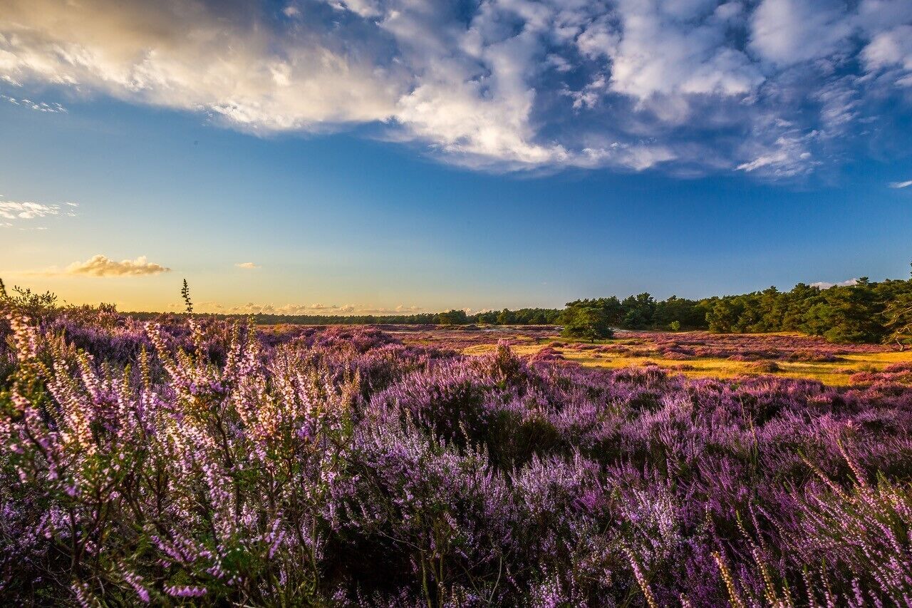 A field of purple flowers under a partly cloudy sky.