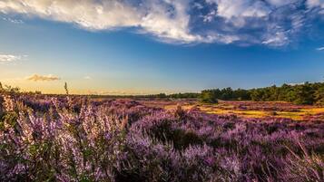 A field of purple flowers under a partly cloudy sky.