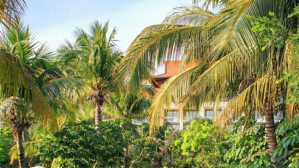 A pool surrounded by lush greenery and palm trees, with a clear blue sky above.