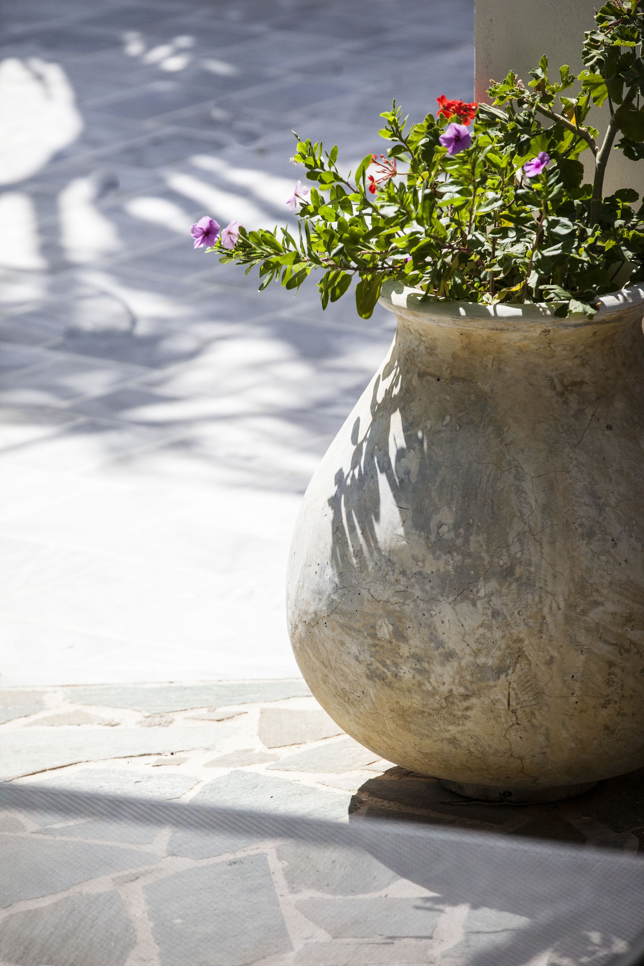 Una maceta de concreto grande y desgastada con una planta en maceta que presenta flores moradas y rojas, ubicada sobre un pavimento de piedra.