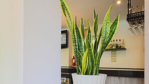 A potted plant on a wooden counter in a modern interior space. - TUGASA El Almendral (Setenil de las Bodegas)