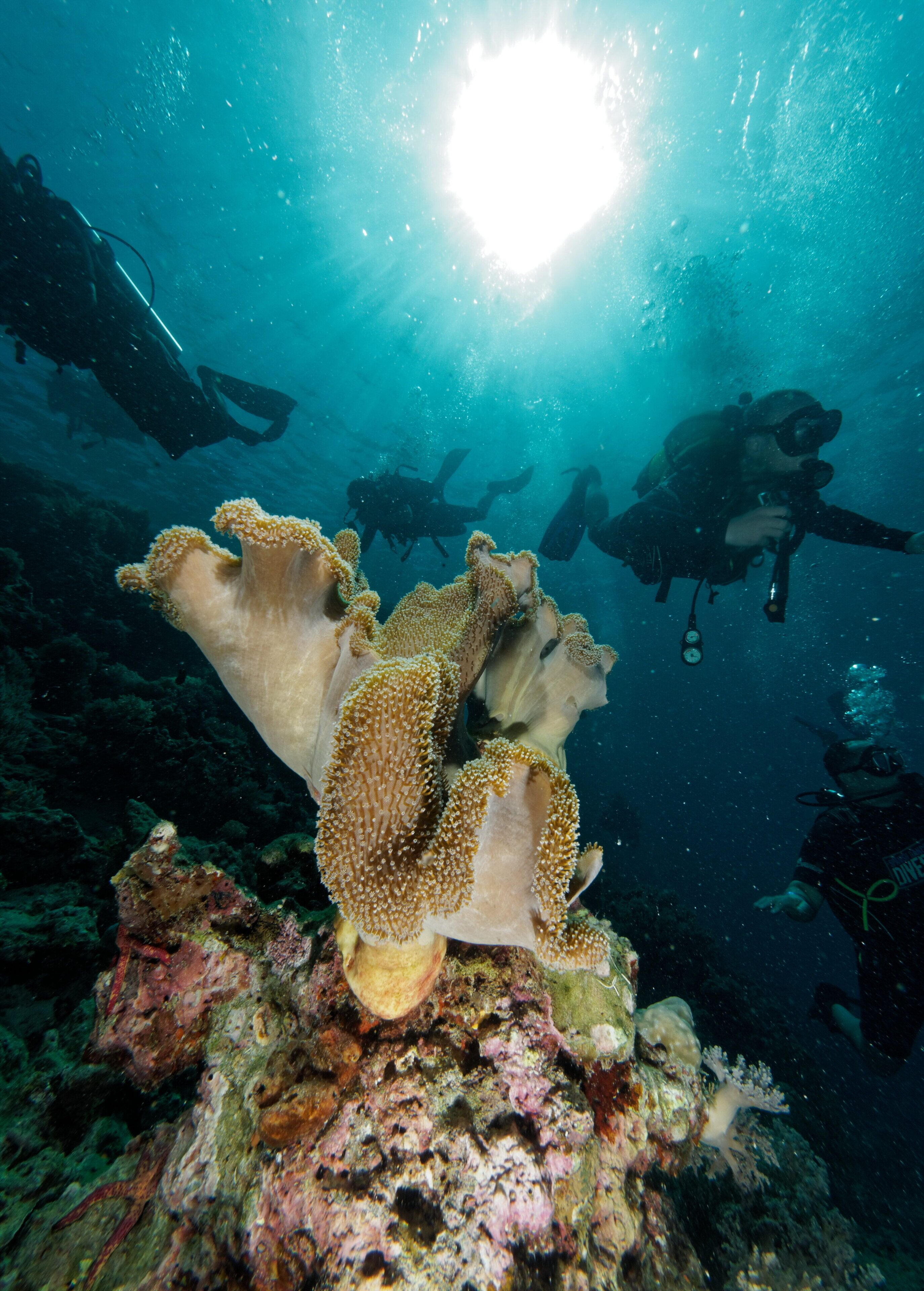 surfing/boogie boarding