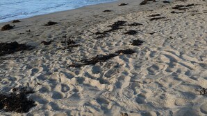 Une plage avec des empreintes de pas dans le sable, une personne allongée, et une vue sur l’océan et les collines en arrière-plan.