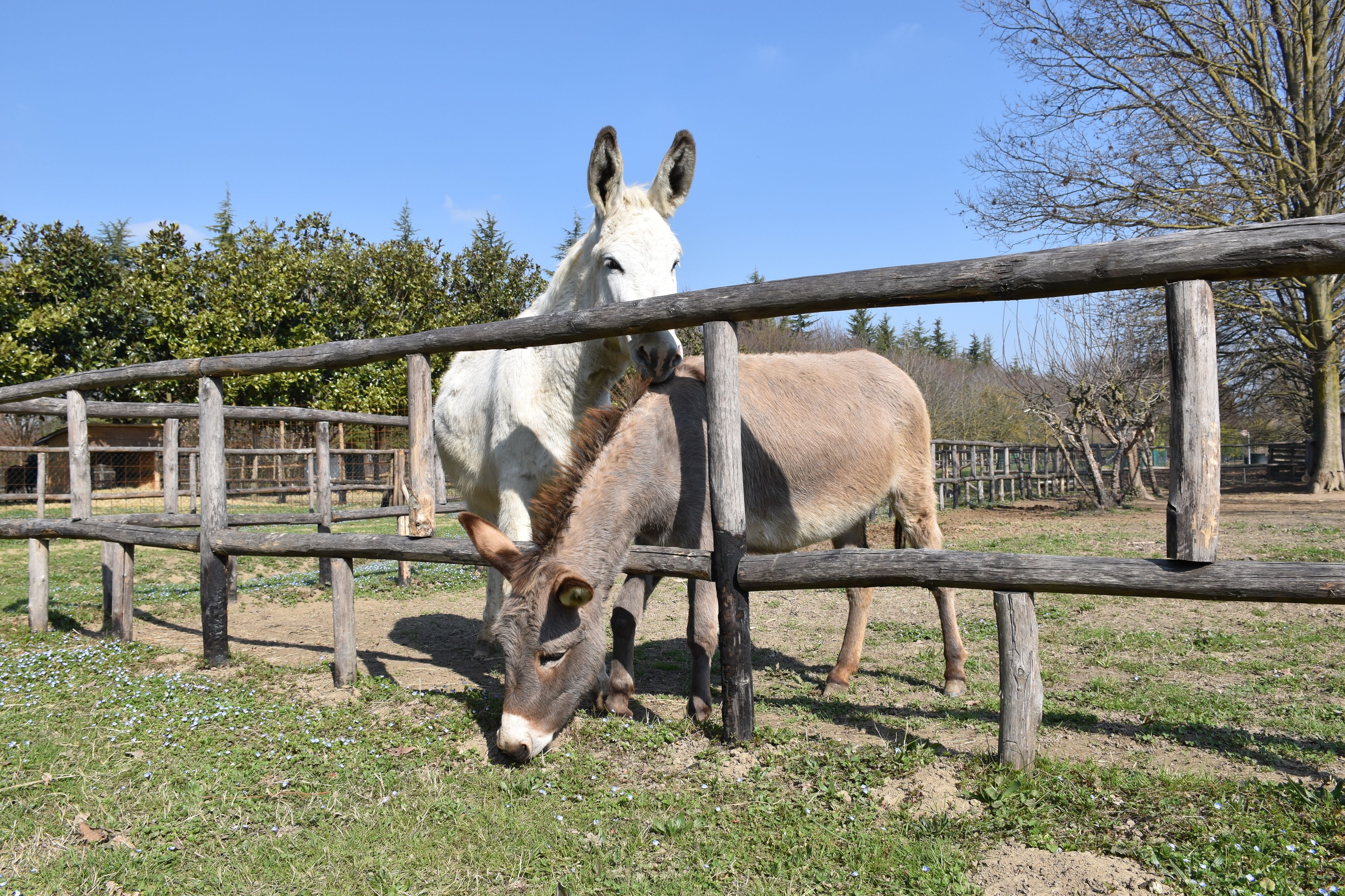 Foto - Venicegreen Agriresort