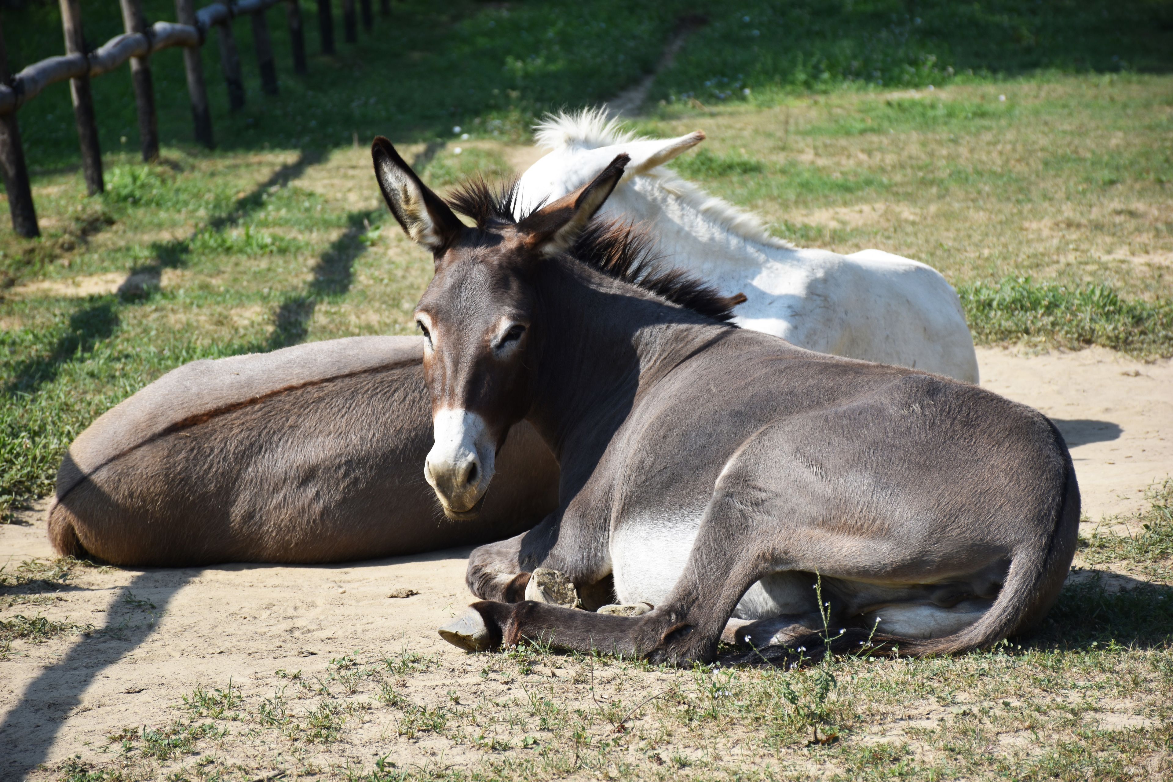 Foto - Venicegreen Agriresort