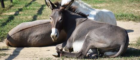 Dos burros descansando sobre un terreno arenoso, con una valla de madera al fondo.