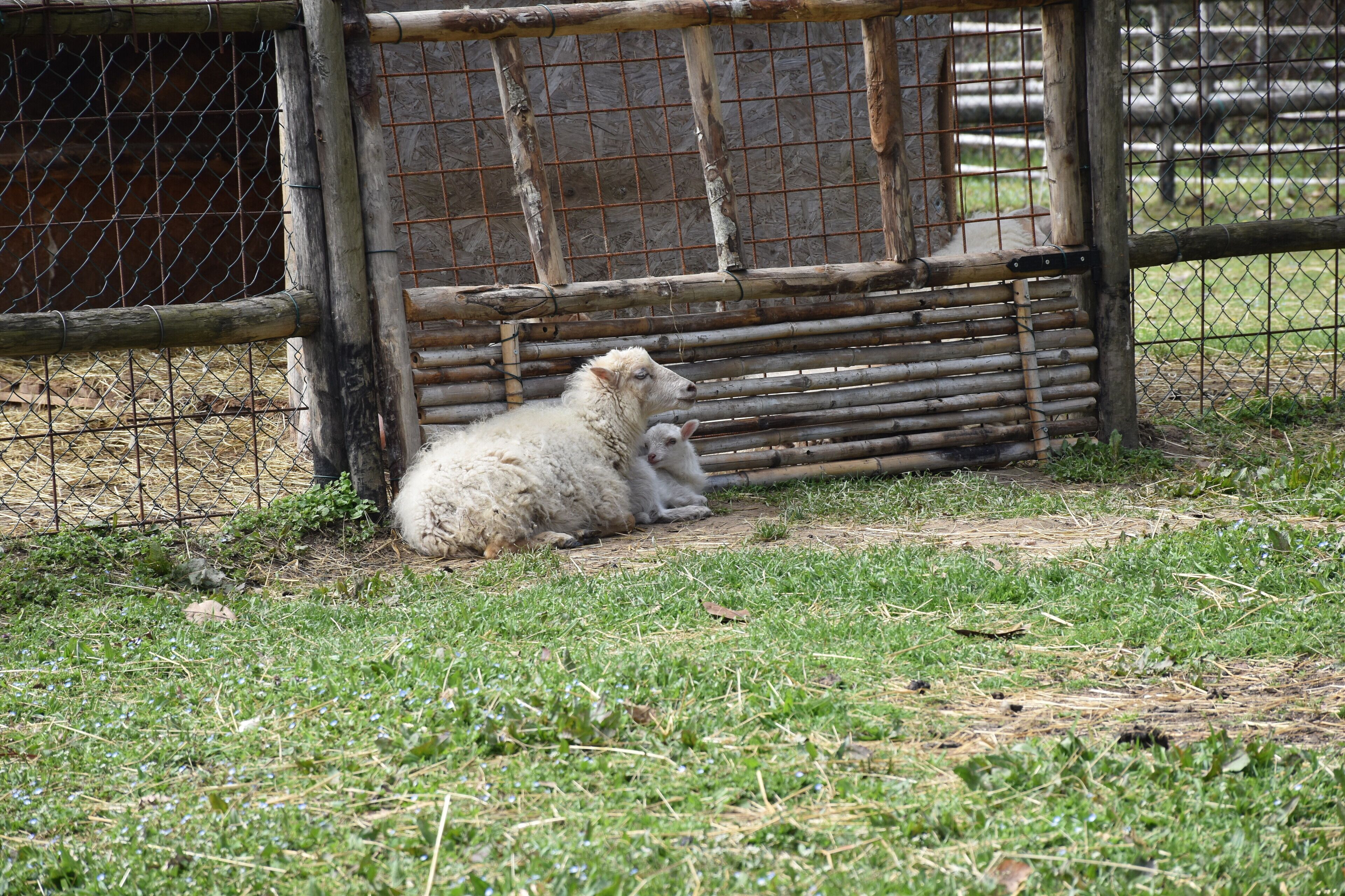 Foto - Venicegreen Agriresort