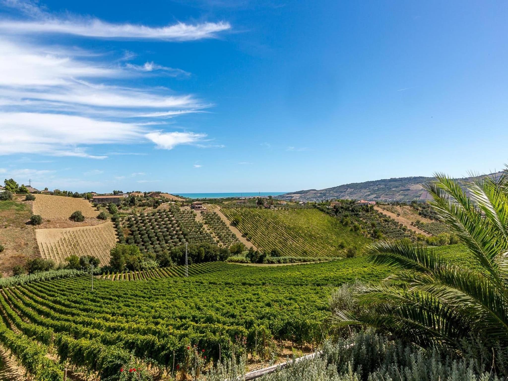 Viñedos con hileras de vid, cielo despejado y colinas al fondo.