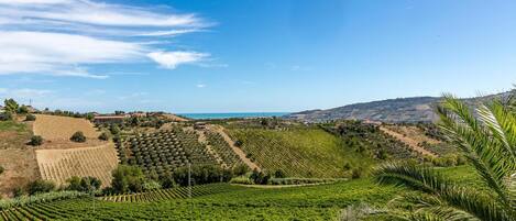 A vineyard with rows of grapevines, a clear sky, and distant hills.