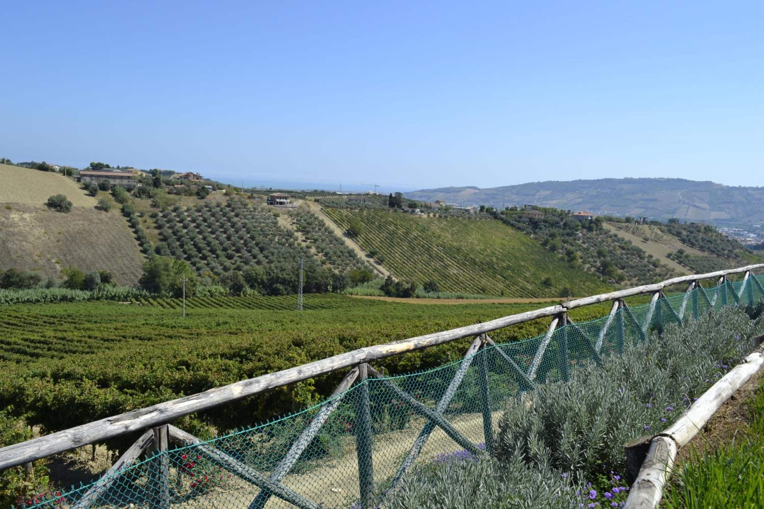 Ein Weinberg mit Reihen von Reben an einer geneigten Landschaft, einem Holzzaun und einem klaren Himmel.