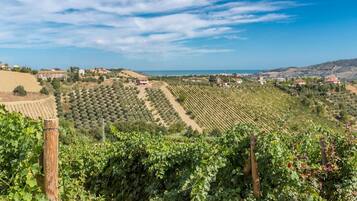 Un vignoble avec des rangées de vignes, une clôture en bois et une vue lointaine sur une ville côtière.