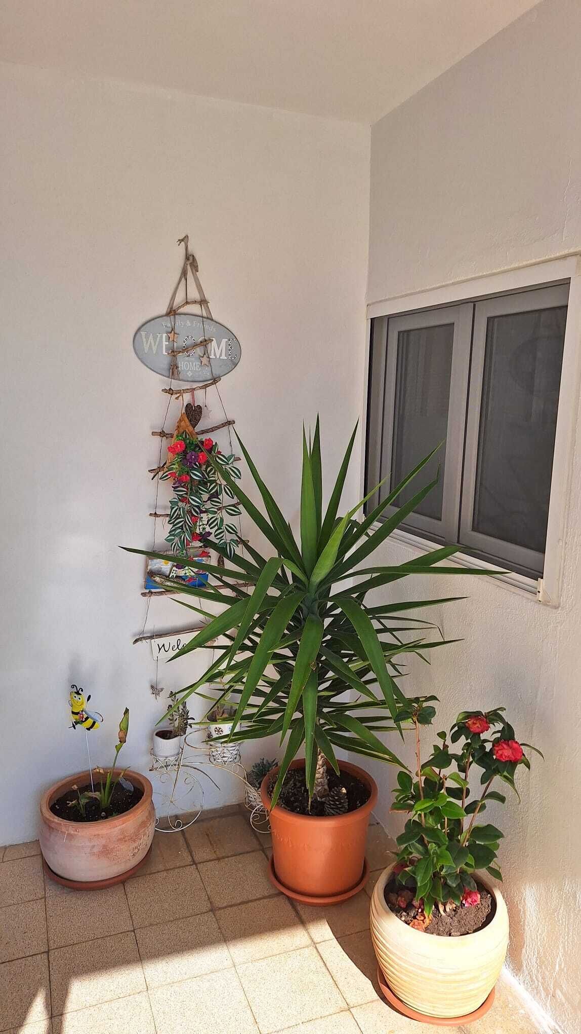 A corner of a room with a potted plant, a welcome sign, and a window.