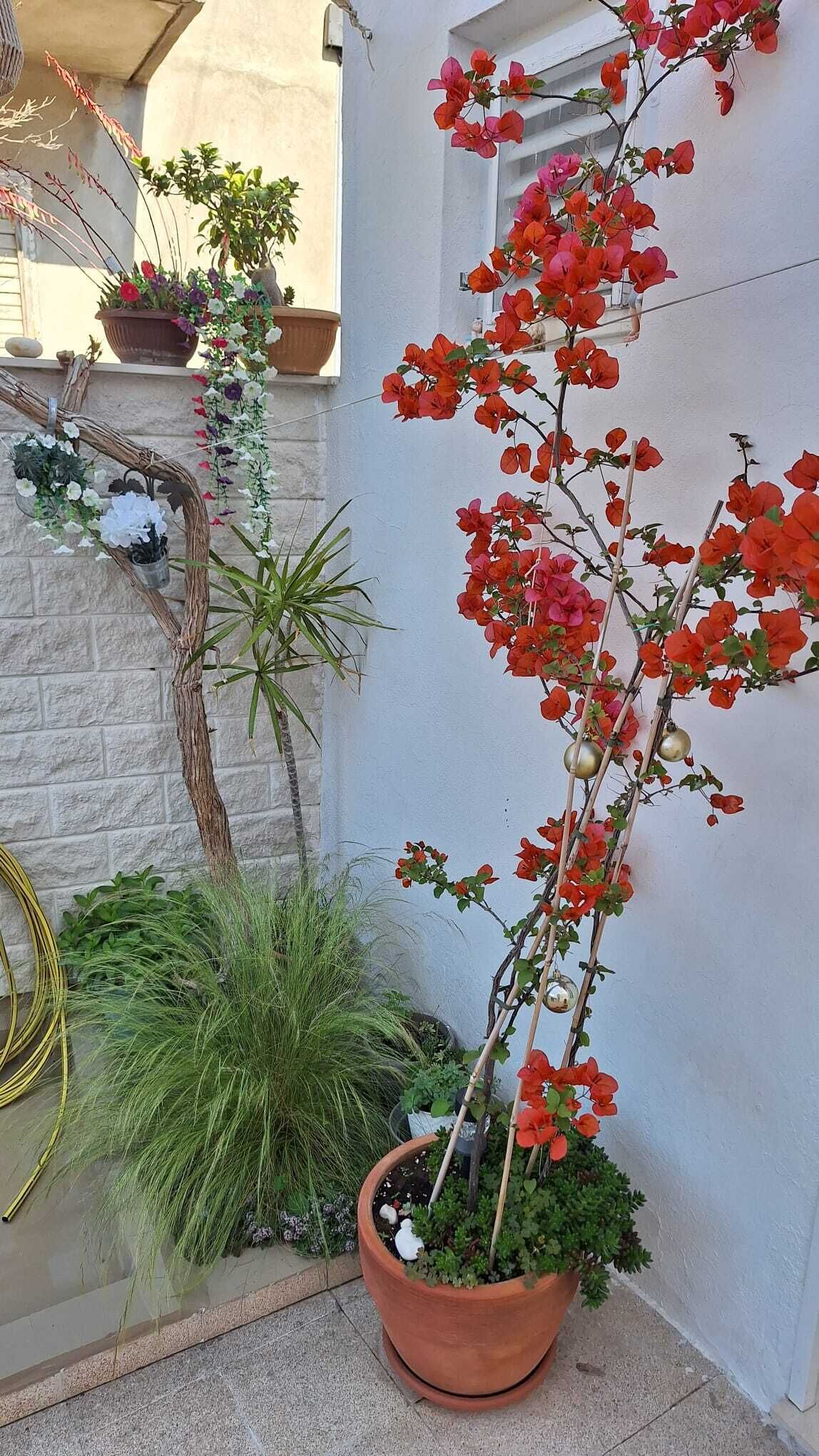 A potted plant with red flowers against a white wall, a hanging plant with white flowers, and a small green plant in a pot.
