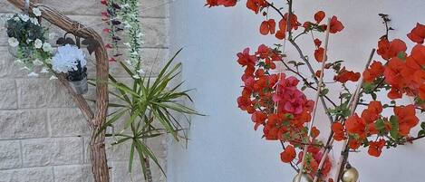 A potted plant with red flowers against a white wall, a hanging plant with white flowers, and a small green plant in a pot.