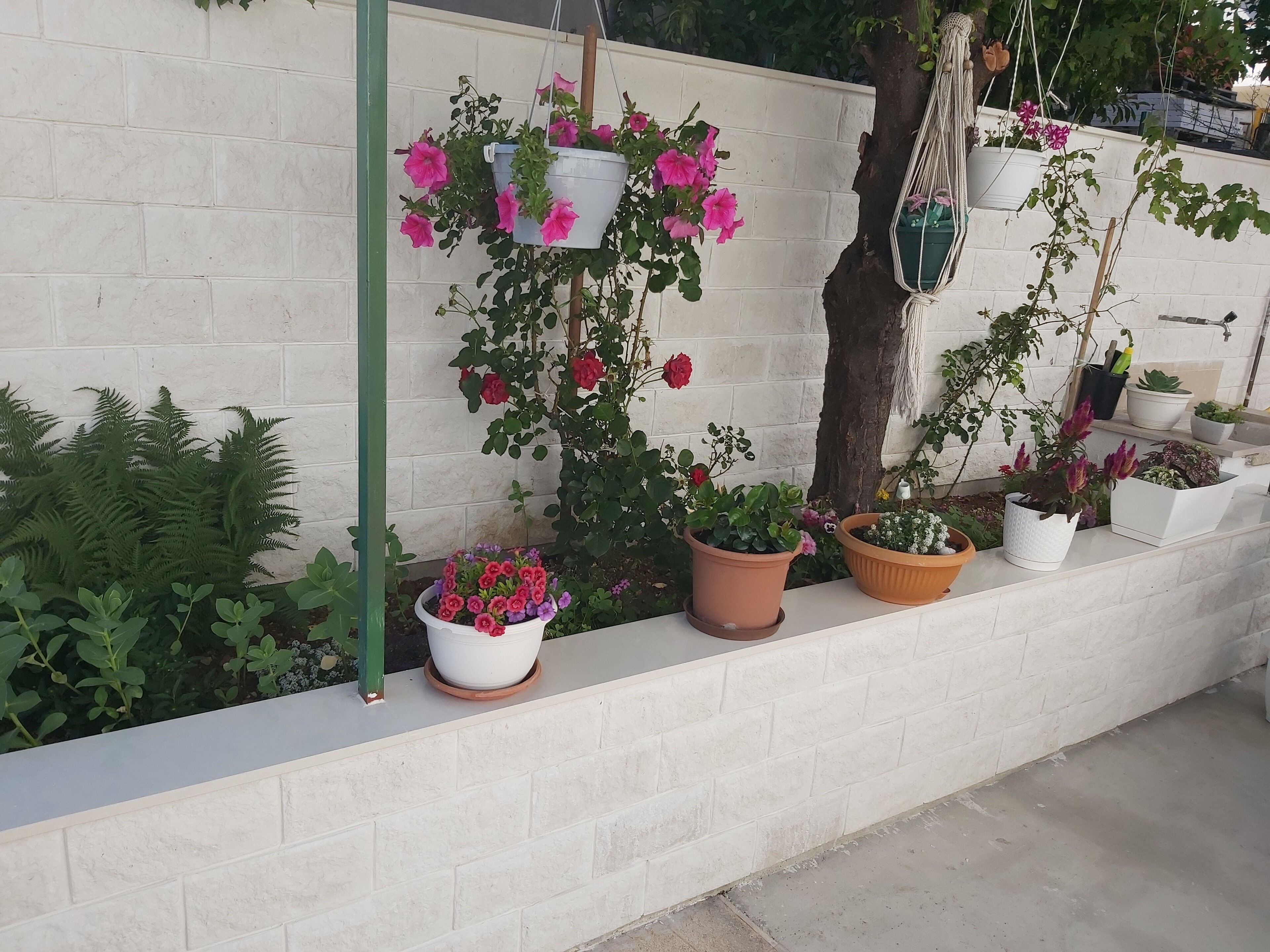 Un muro di mattoni bianchi con diverse piante in vaso e fiori, tra cui fiori rosa e rossi, disposti lungo il bordo.