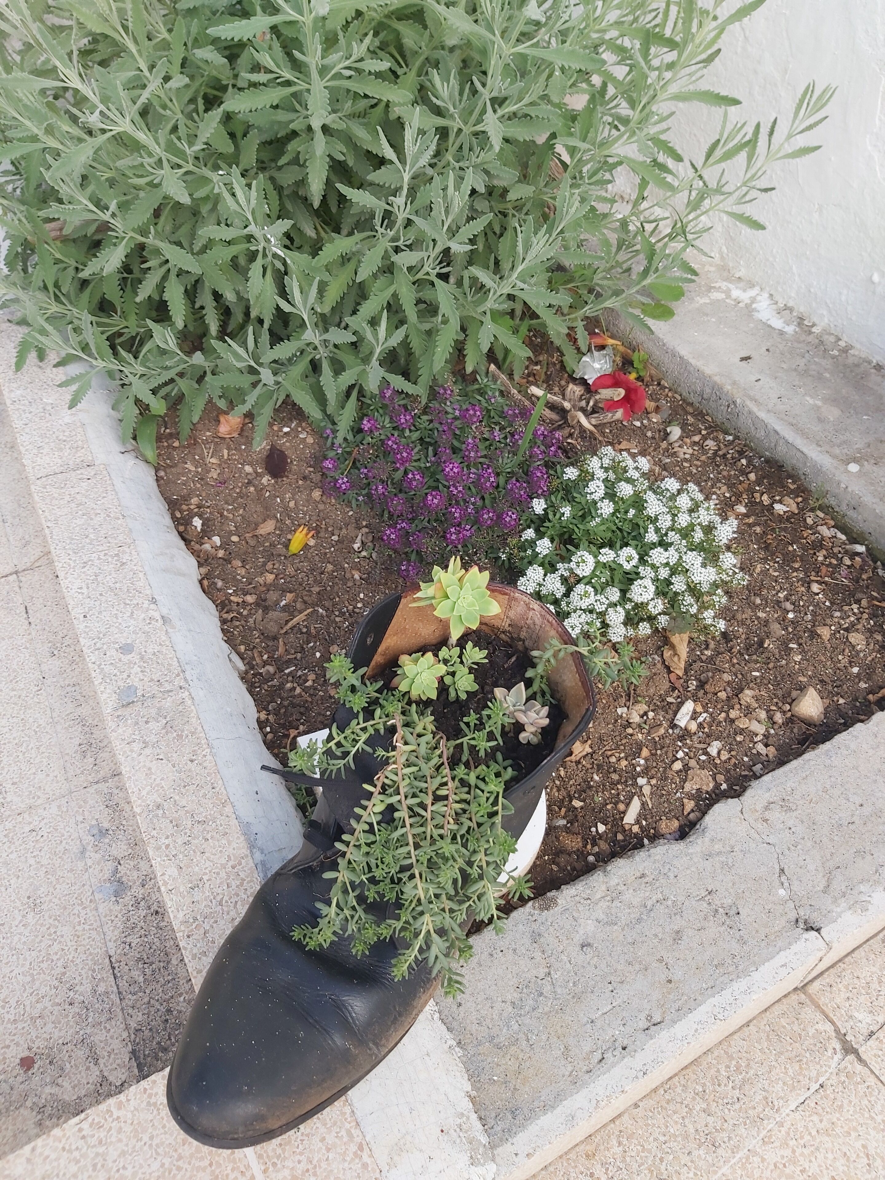 Una jardinera con diversas plantas, entre ellas suculentas y plantas con flores, además de un regador negro.