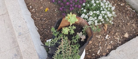 Una jardinera con diversas plantas, entre ellas suculentas y plantas con flores, además de un regador negro.