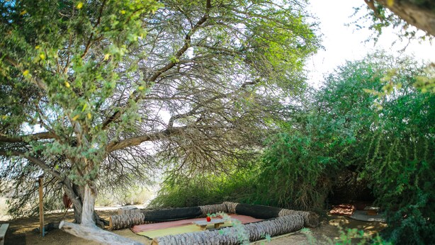 A tree-lined outdoor seating area with a picnic table and benches. - Negev Camel Ranch (Dimona)