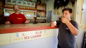 A camel milk ice cream stand with a counter and a person holding an ice cream cone. - Negev Camel Ranch (Dimona)