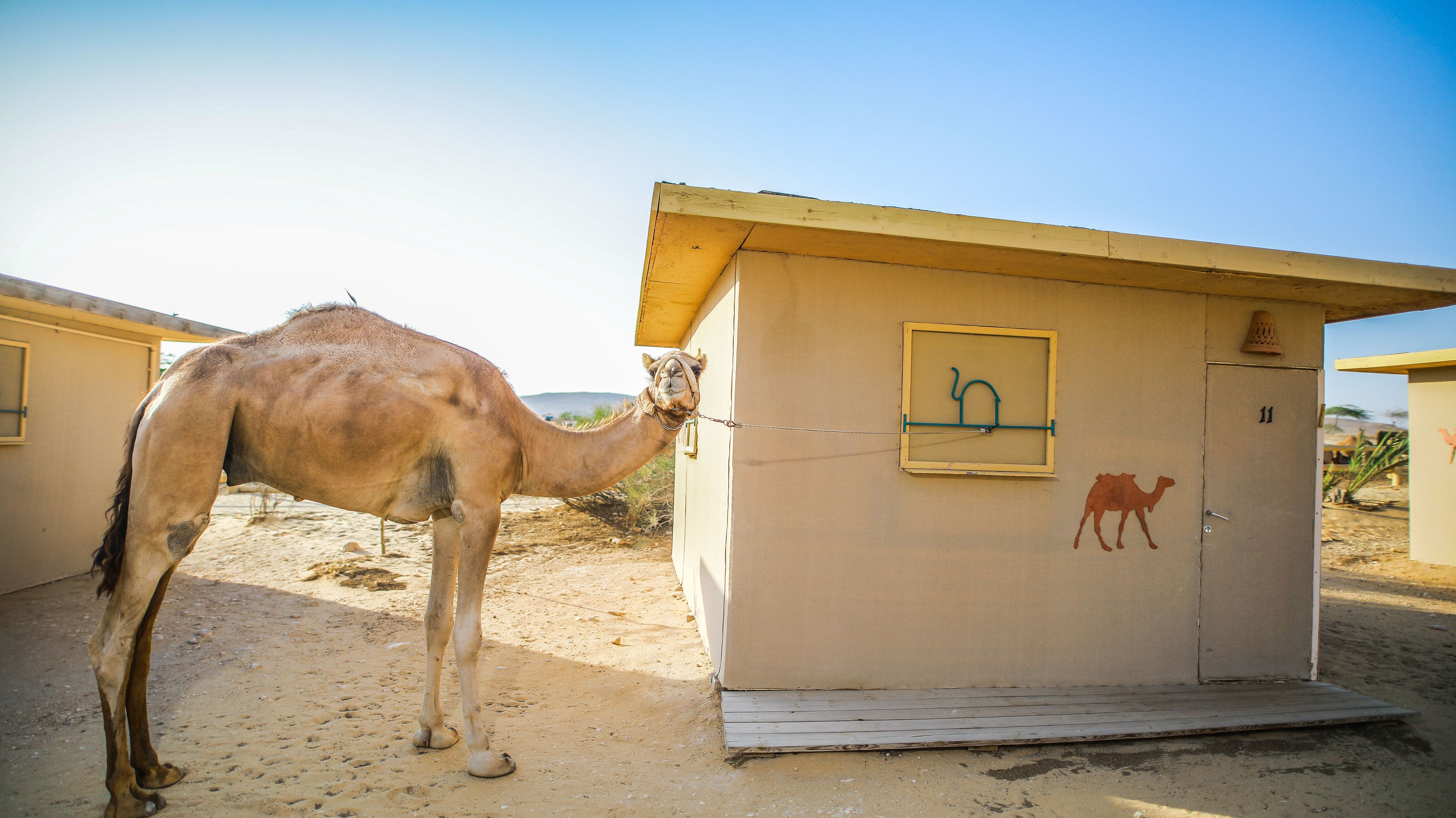 A camel tethered to a building with a door marked '11' and a camel silhouette on the wall.