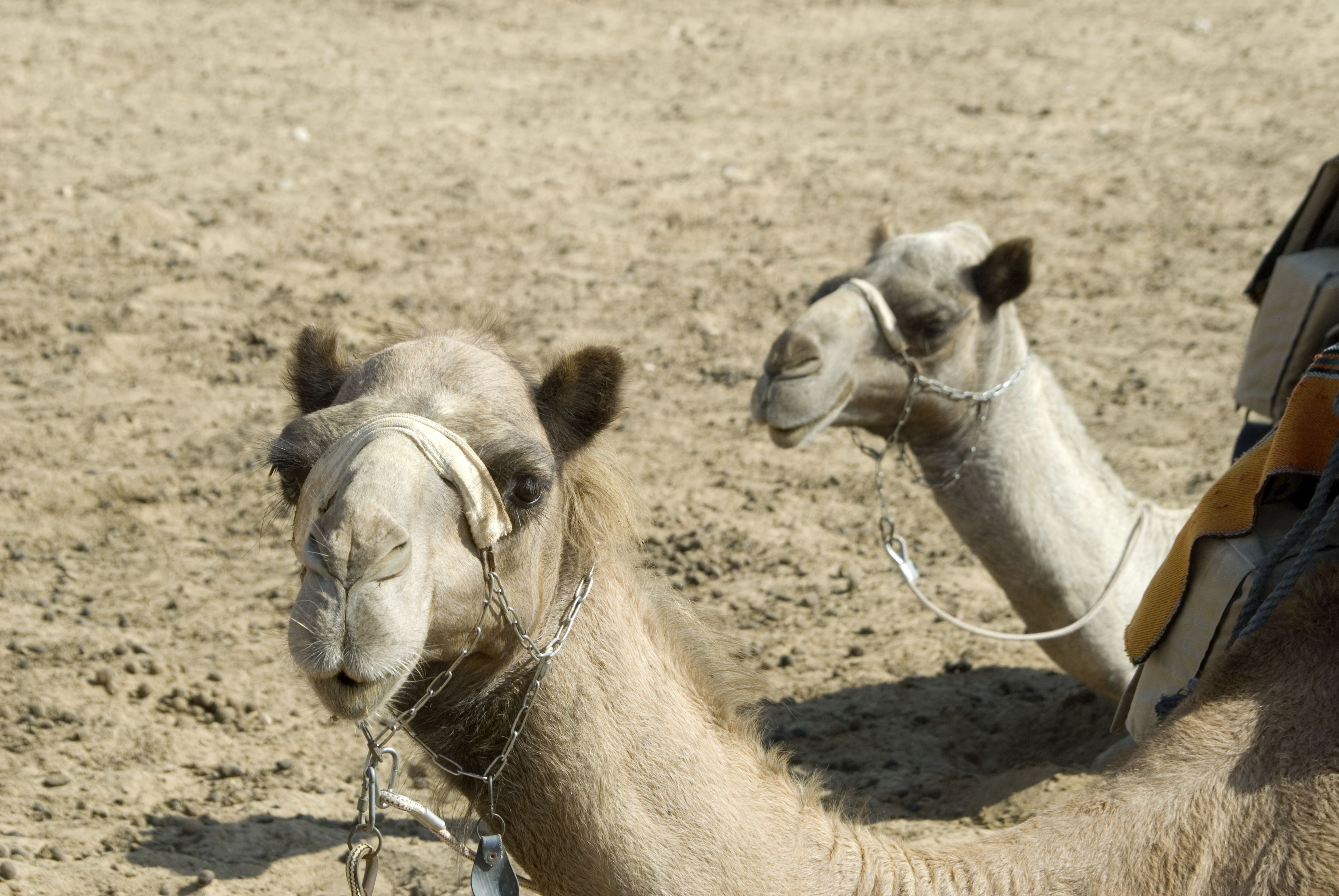 Two camels tied to a structure in a sandy area.