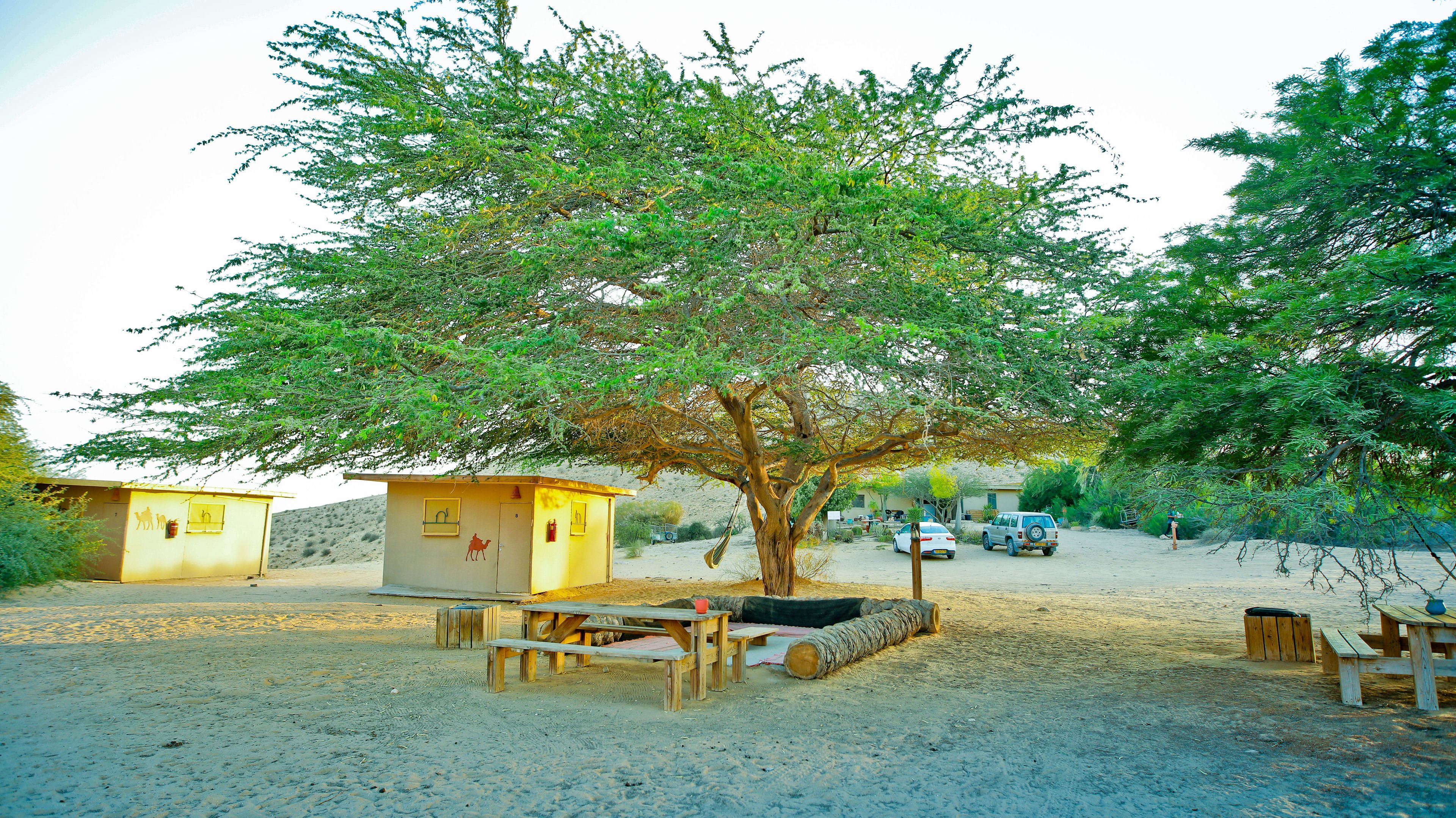 Campaamento en el desierto con un árbol grande que da sombra, una mesa de picnic y un pequeño edificio con silueta de camello.
