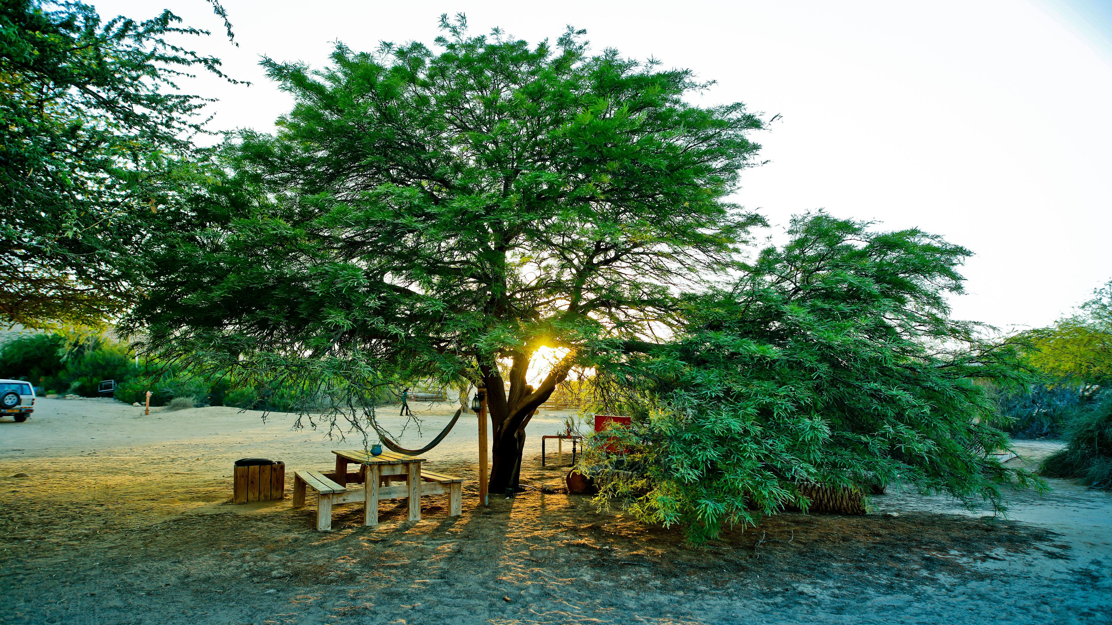 Un arbre avec un banc et un hamac en dessous, le tout entouré de verdure.