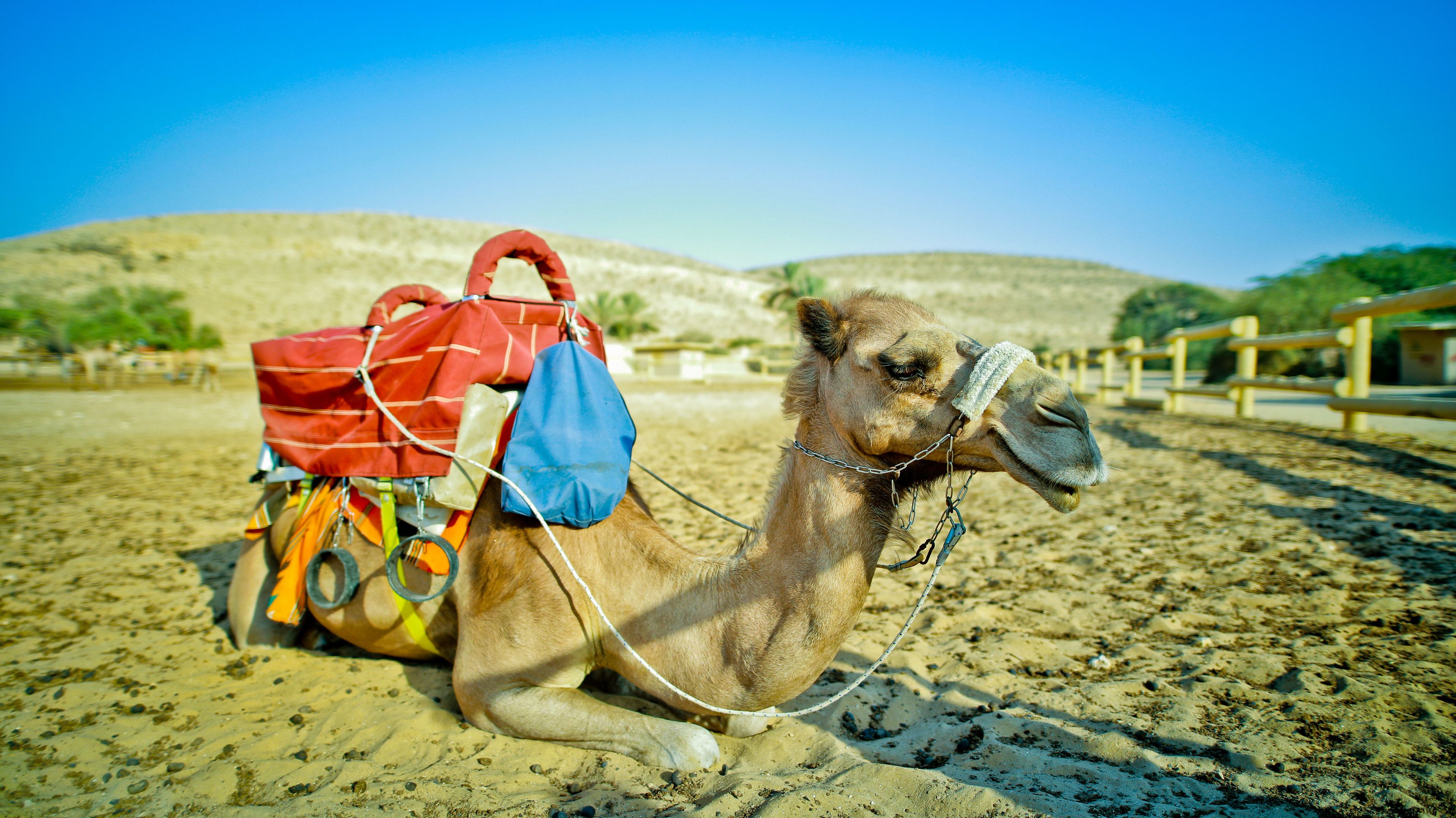 A camel with a saddle and bags, lying on sandy ground with a fence and hills in the background.