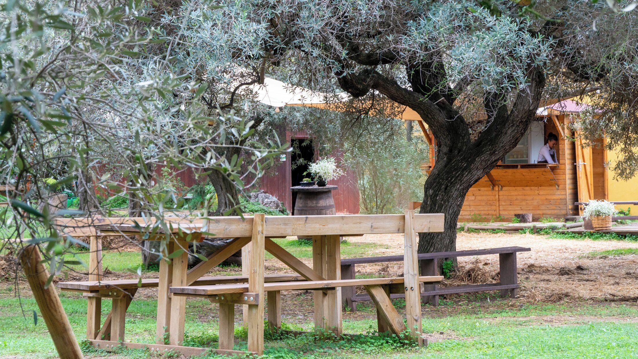 A rustic wooden table and bench set in a garden with an olive tree and a red building in the background.