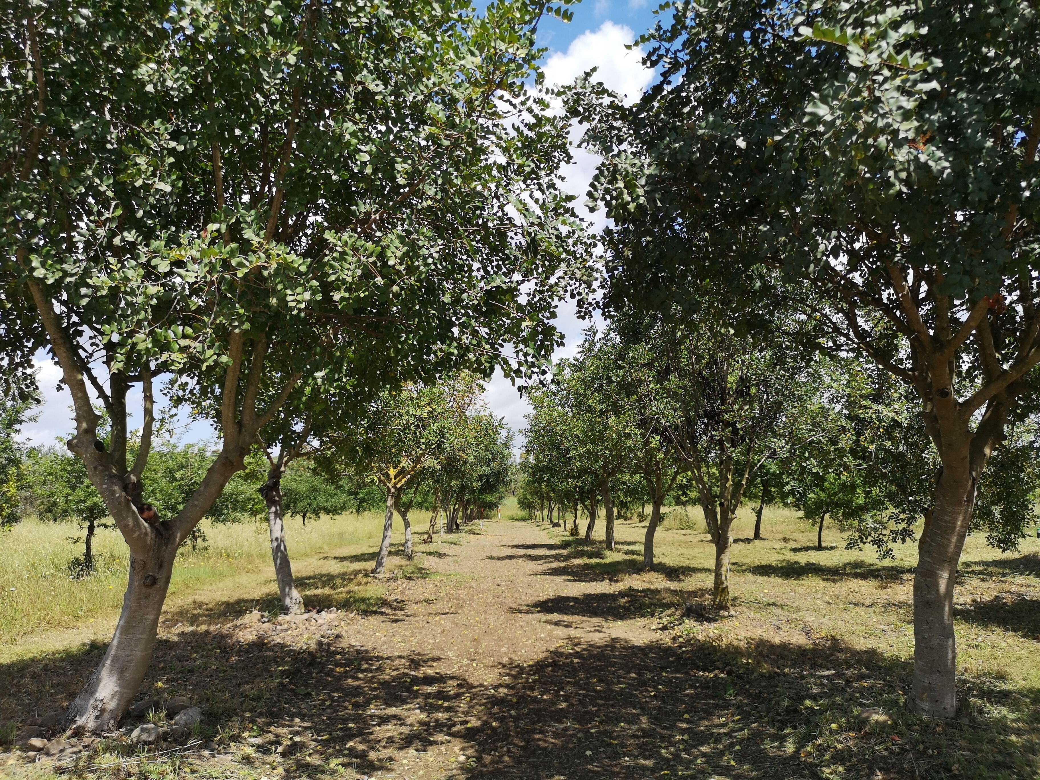 Un sendero bordeado de árboles en un parque.