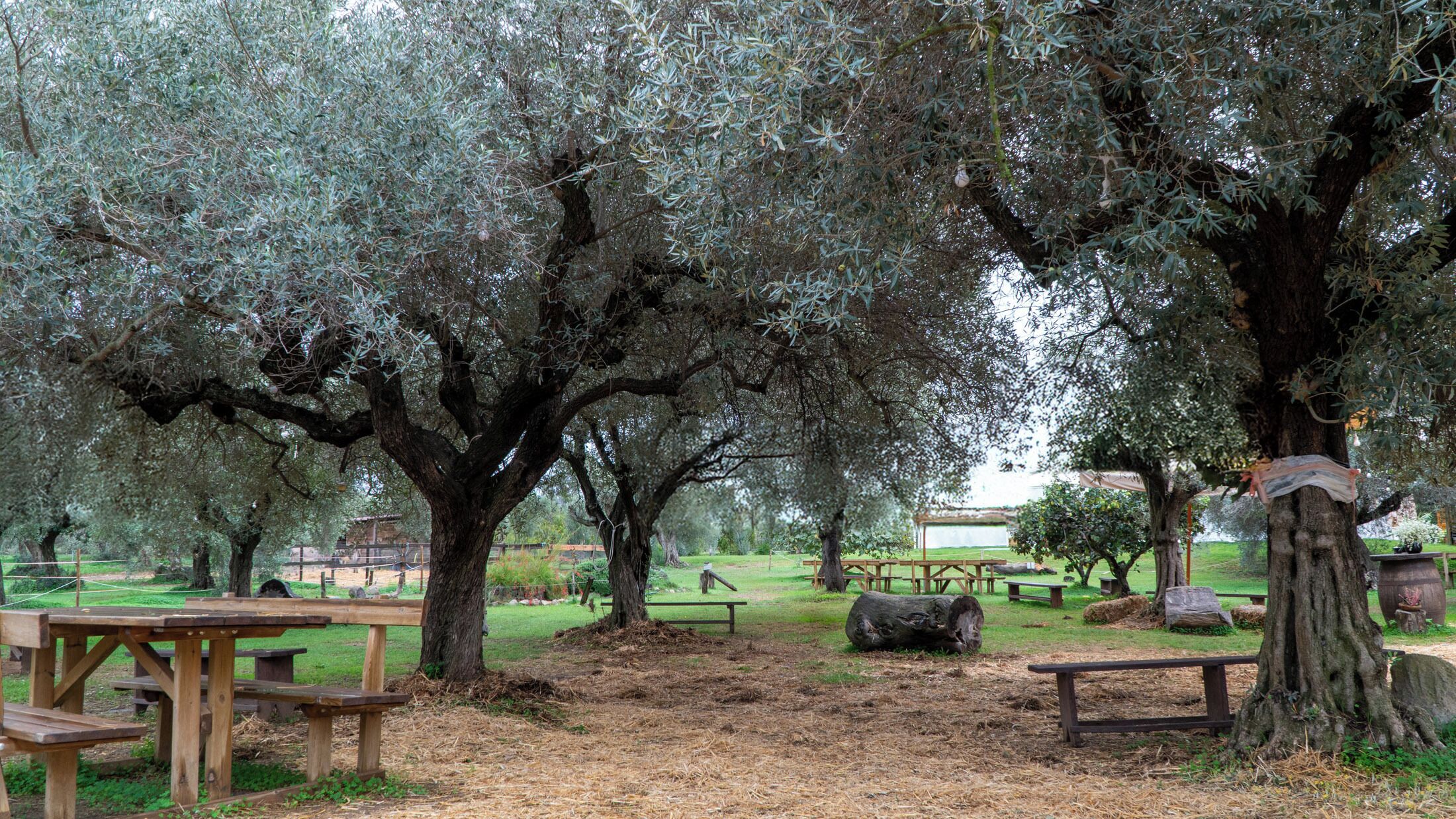 A park with picnic tables and olive trees.
