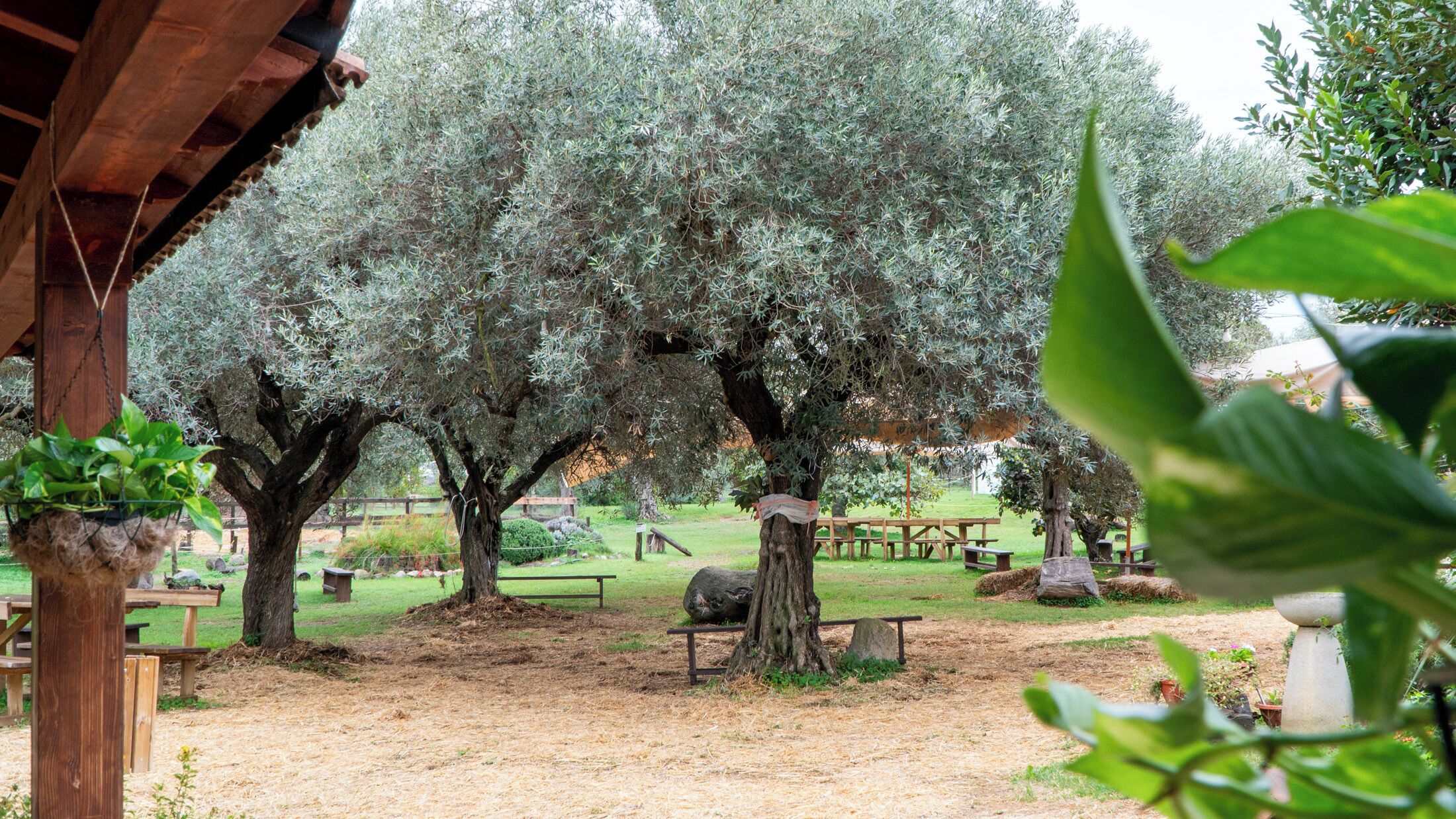 An outdoor area with olive trees, picnic tables, and a rustic wooden structure.