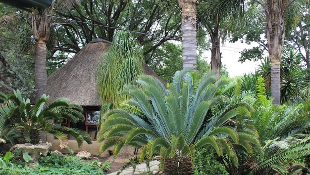 Un jardin agrémenté de palmiers, une construction à toit de chaume et un sentier pavé de pierres.