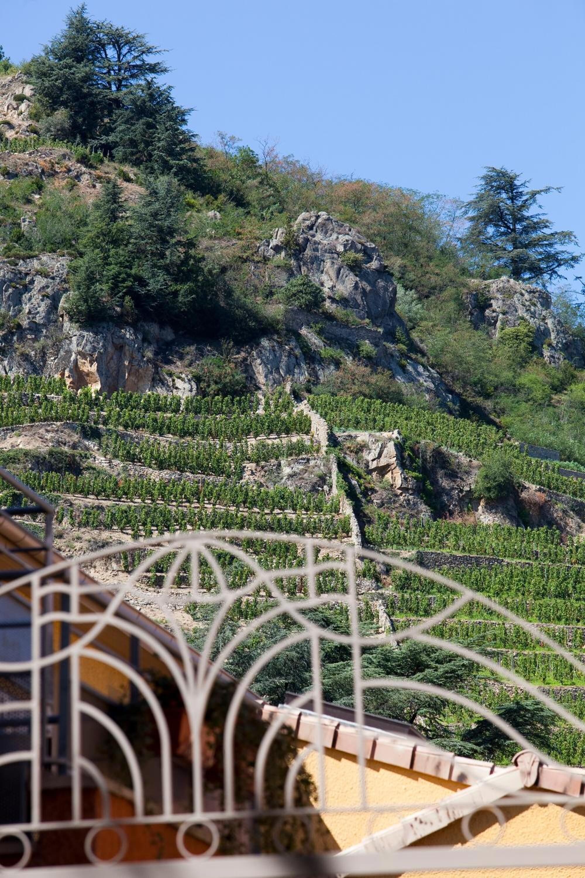 Viñedo con hileras de vides en una colina.