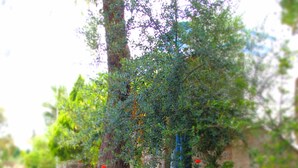 حديقة