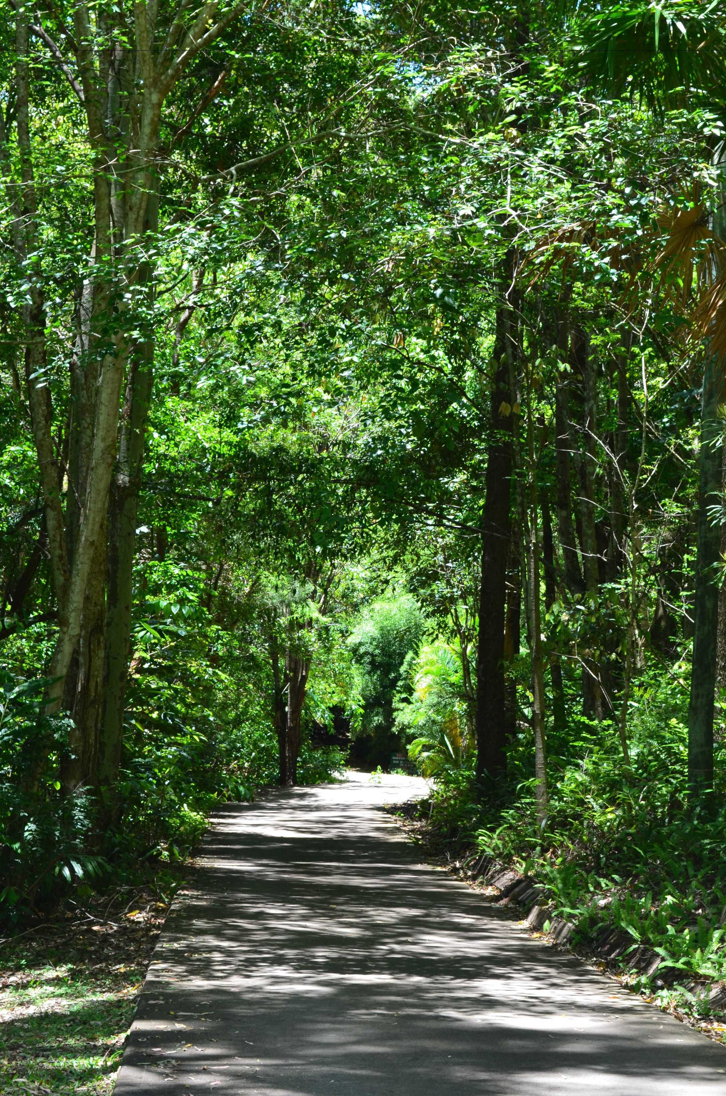 A paved pathway surrounded by dense green foliage.