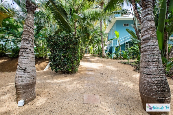 Un chemin qui mène à un bâtiment bleu, entouré de palmiers et de verdure.