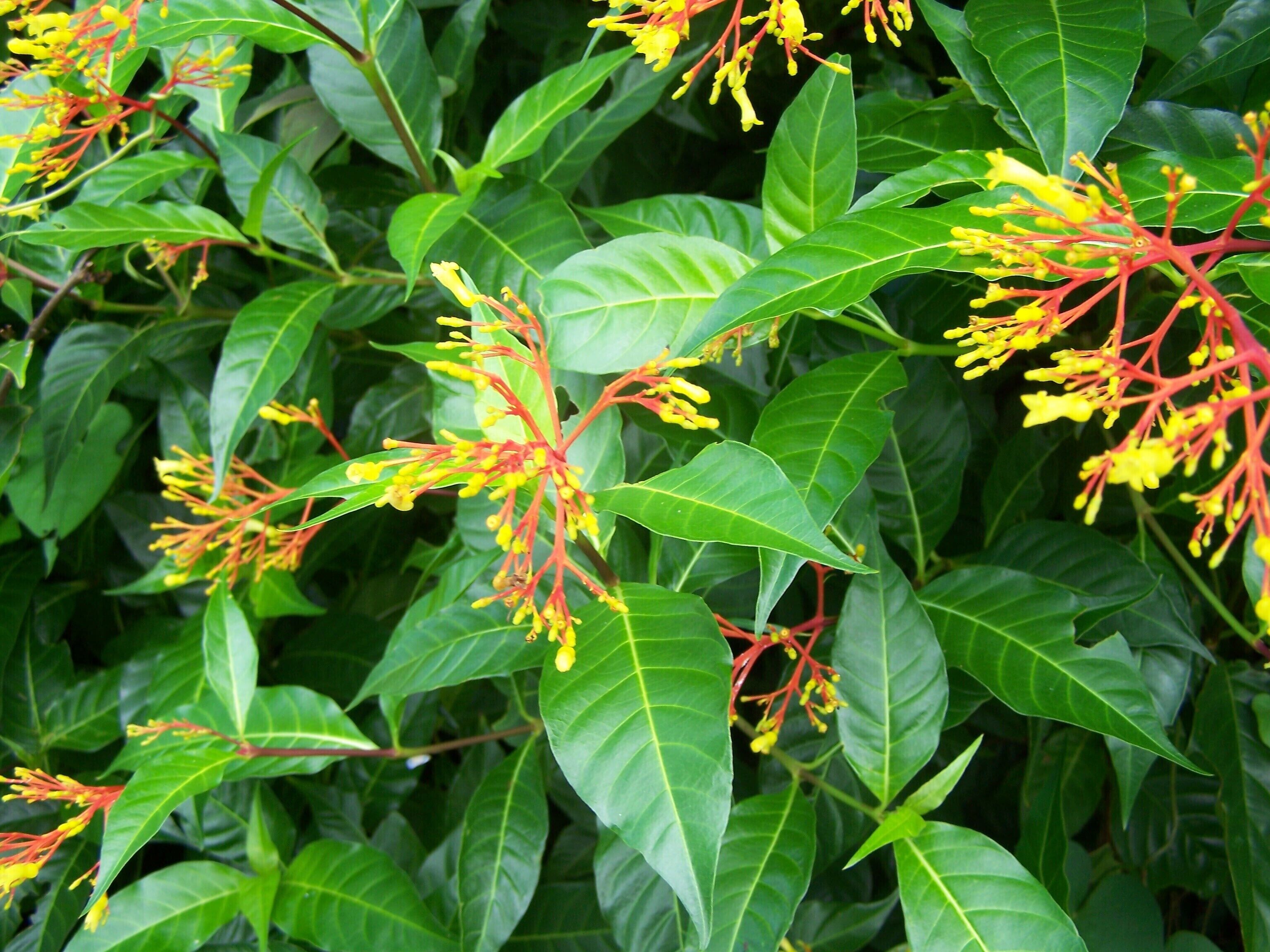A dense cluster of green leaves and yellow flowers with red stems.