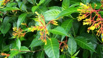 A dense cluster of green leaves and yellow flowers with red stems.
