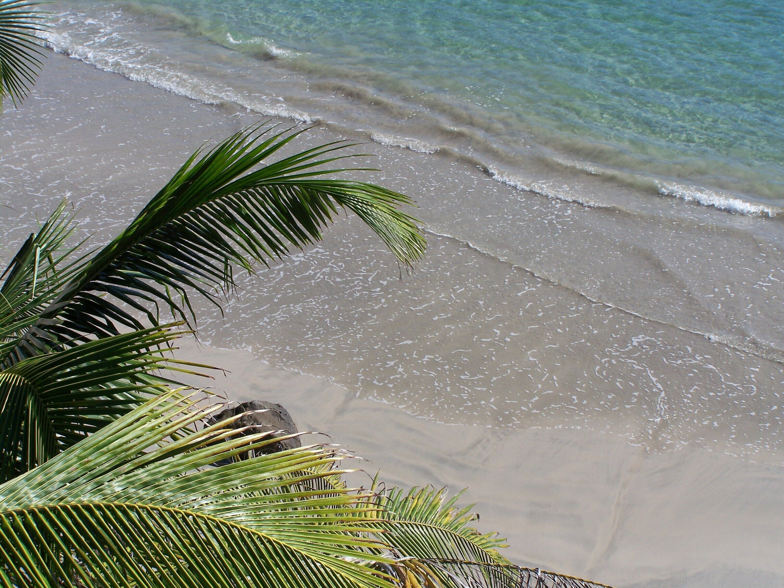 A beach with clear water and a palm tree.