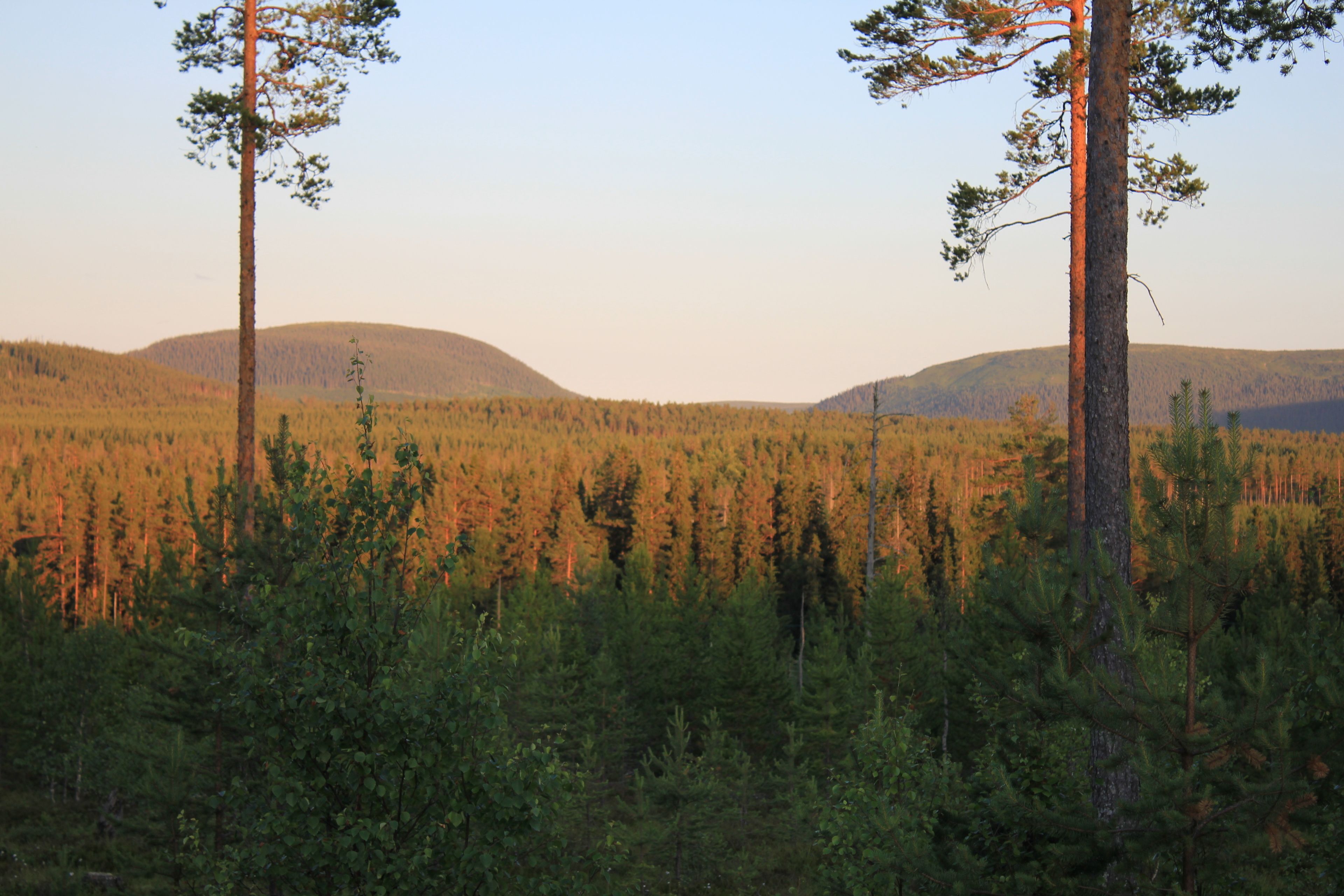 A forested landscape with tall trees and a hilly background.