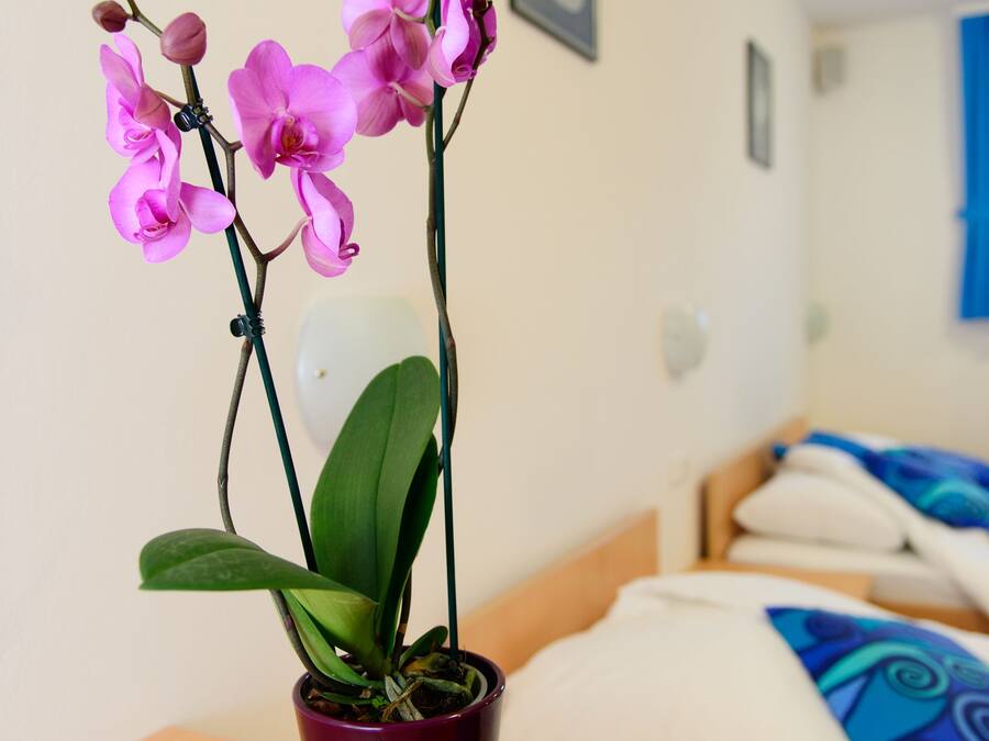 A room with a bed, a wooden table, and a purple orchid plant in a pot.