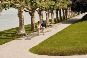 A pathway lined with trees and a body of water.