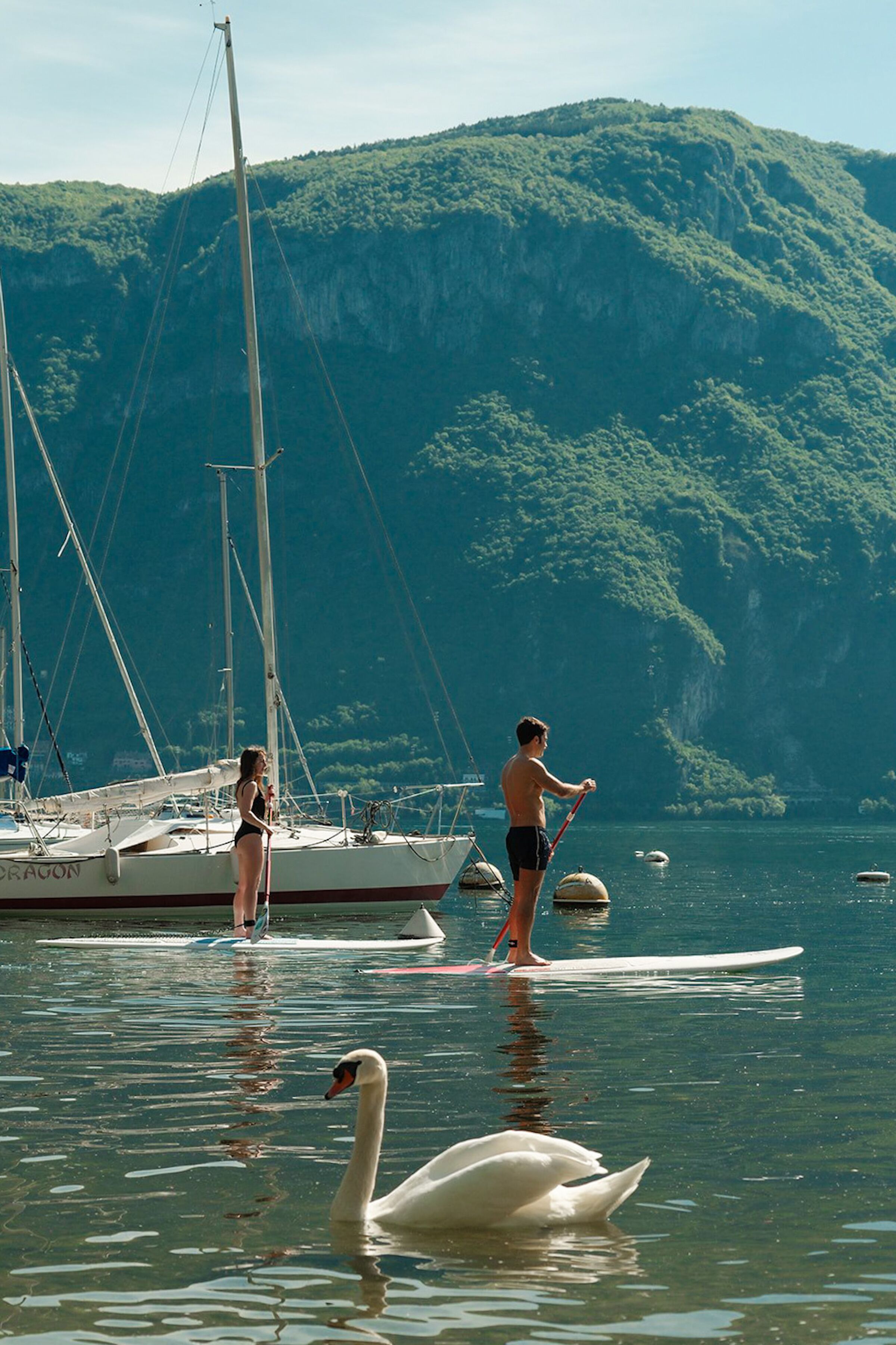 A lake with boats and a swan.